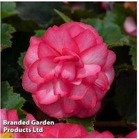 Begonia Nonstop Rose Petticoat Plug Plants - Continuous Flowering Bedding
