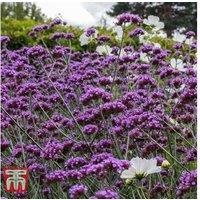 Verbena 'Buenos Aires' Perennial Flowering Plants - Up to 42 Pack