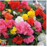 Begonia 'Nonstop Mixed' Flowering Bedding Plants - 30 or 60 Pack