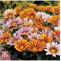 Summer Flowering Patio Container Plants - 24 or 48 Mixed Bedding Varieties