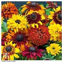 Mixed Summer Bedding Plants - Flowering Annuals for Colourful Displays (24 or 48 Pack)