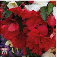Begonia Illumination Flowering Bedding Plants - 30 or 60 Mixed Cascading Blooms