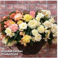 Begonia 'Nonstop Joy Peaches + Dreams' Flowering Bedding Plants - 30 or 60 Pack