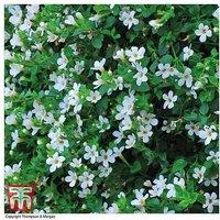 Mixed Flowering Hanging Basket Plants - Annual Summer Bedding Selection