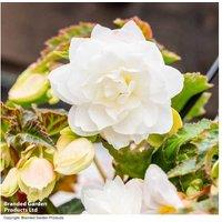 Trailing Begonia 'Illumination White' - Double White Flowering Bedding Plant (30 or 60 Bulbs)