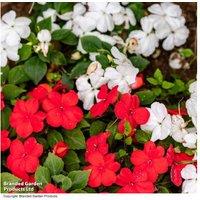 Busy Lizzie 'Beacon Strawberries & Cream' Flowering Bedding Plants - Shade-Loving, Continuous Blooms