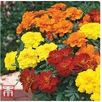 Marigold French Durango Improved Plug Plants - Extra-Large Blooms