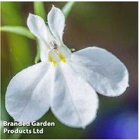 Lobelia 'Fountain White' Flowering Annual Plug Plants - 30 or 60 Pack