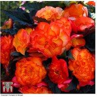 Begonia 'Nonstop Fire' - Double Orange Flowering Bedding Plants (30 or 60 Pack)