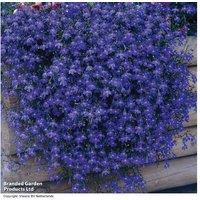 Lobelia 'Monsoon' Trailing Flowering Plants - 30 or 60 Young Plug Plants