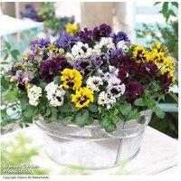 Pansy 'Frizzle Sizzle' Flowering Bedding Plants - 30 or 60 Pack