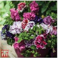 Petunia 'Orchid-Flowered Mixed' F1 Hybrid - Double Flowering Bedding Plants (30 or 60 Pack)