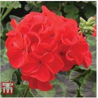 Geranium 'Best Red' F1 Hybrid Flowering Bedding Plants - 30 or 60 Pack