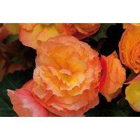 Begonia 'Apricot Shades Improved' F1 Hybrid - Flowering Bedding Plants (Up to 60 Pack)