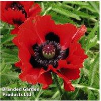 Perennial Oriental Poppy Collection - 8 Hardy Flowering Plants