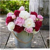 Peony 'Sorbet Bouquet Mix' - 4 Bare Root Perennial Flowering Plants