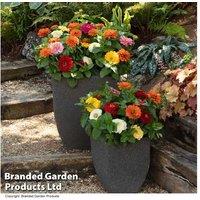 Zinnia 'Zesty' Mixed Flowering Bedding Plants - 12 or 24 Pack