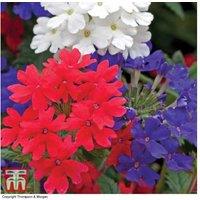 Verbena 'Union Jack Mixed' - Flowering Patio & Basket Plants (Up to 24 Pack)
