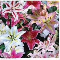 Oriental Lily Mixed Bulbs - Hardy Perennial Flowering Plants, 90cm Tall