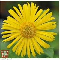 Doronicum Little Leo Perennial - Compact Flowering Plant, Up to 24 Pack