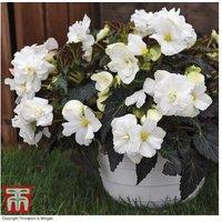 Begonia Nonstop Joy Mocca White - Flowering Perennial for Baskets & Borders