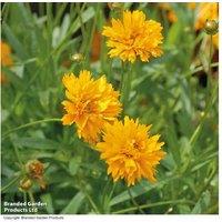 Coreopsis 'Golden Joy' Perennial - 6, 12 or 24 Flowering Plants