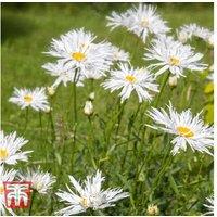 Leucanthemum 'Crazy Daisy' - Flowering Perennial Shasta Daisy (6, 12 or 24 Plants)