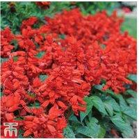 Salvia splendens 'Blaze of Fire' - Scarlet Flowering Bedding Plant (12 or 24 Pack)