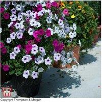Petunia 'Tidal Wave Improved' Flowering Bedding Plant Mix - 30 or 60 Plug Plants