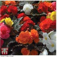 Begonia Nonstop Mocca Mix - Flowering Bedding Plant, 30 or 60 Tubers