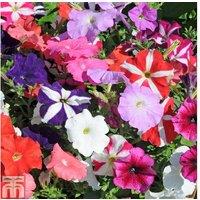 Petunia 'Frenzy Mixed' F1 Hybrid - Flowering Bedding Plants (30 or 60 Pack)