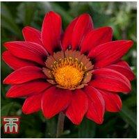 Gazania Daybreak Red Flowering Plug Plants - Up to 42 Pack, Drought Tolerant, Compact Annual