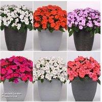 Busy Lizzie Solarscape Mix - Flowering Bedding Plants, 35-45cm