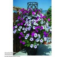 Petunia 'Tidal Wave Improved' - Flowering Annual Bedding Plant, Up to 24 Plugs