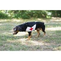 Accredited Dog First Aid Online Course: Keep Your Pet Safe