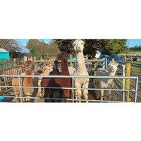 45-Min Guided Alpaca Walk, Meet and Feed Farm Experience at Bridge End Alpacas, Monxton