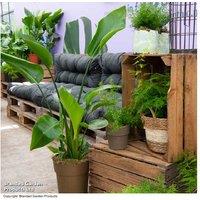 Scandi Mixed Houseplant Collection - Air-Purifying Indoor Plants (3 or 6 Pack)