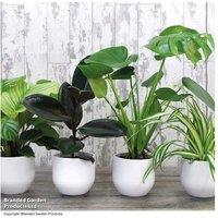 Air-Purifying Houseplant Mix - 4 or 8 Easy-Care Potted Plants
