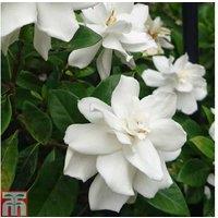 Gardenia 'Crown Jewels' Flowering Shrub - Evergreen, Fragrant, 9cm Pots