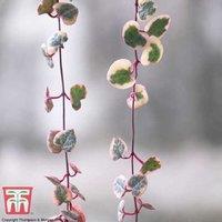 Variegated String of Hearts Trailing Succulent - 1, 2 or 3 Plants