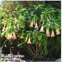 Brugmansia 'Single Pink' Angel Trumpet Flowering Shrub - 9cm Potted Plant