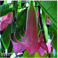 Brugmansia Angel's Trumpet Flowering Shrub Collection - 3 or 6 Plants