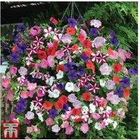 Petunia 'Easy Wave Ultimate Mixed' Bedding Plants - 30 or 60 Flowering Annuals