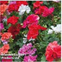Geranium 'Jackpot Mixed' F1 Hybrid Bedding Plants - 30 or 60 Pack