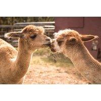 Enjoy a Memorable Alpaca Trekking & Petting Zoo Experience for Four