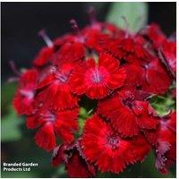 Dianthus 'Rockin' Red' Hardy Perennial - Vibrant Flowering Plant