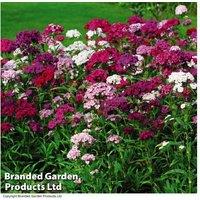 Sweet William Flowering Perennial - Fragrant Dianthus barbatus 'Sweet Mixed', 1 or 3 Plants
