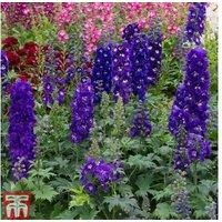 Delphinium 'Dark Blue & White Bee' Hardy Perennial Plug Plants