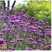 Perennial Verbena 'Buenos Aires' - 30 or 60 Plug Plants, Pollinator-Friendly