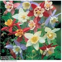 Mixed Perennial Aquilegia Plug Plants - Flowering Columbine, 60cm Tall